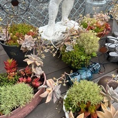 多肉植物　ガーデニングの画像