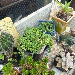 多肉植物　ガーデニングの画像