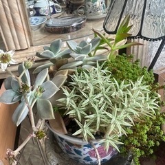 多肉植物　ガーデニング