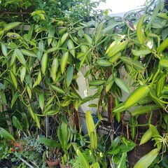 植物【バニラ苗】の画像