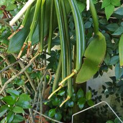 植物【バニラ苗】の画像