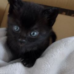 （一時中断）生後1〜2ヶ月の子猫