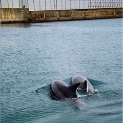 SUPにのってルカちゃん🐬に会いに行こう🏄‍♀️ - 泉南郡