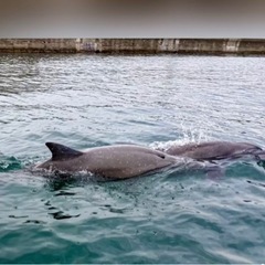 SUPにのってルカちゃん🐬に会いに行こう🏄‍♀️ - スポーツ