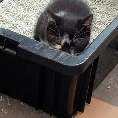 仔猫３匹いますー黒ちゃんも決まりそうですm(_ _)m（グレー白...