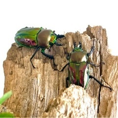 ニジイロクワガタ ペア ♂30〜40mm ♀ フリー   の画像