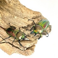 ニジイロクワガタ ペア ♂30〜40mm ♀ フリー   