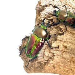 ニジイロクワガタ ペア ♂30〜40mm ♀ フリー   の画像