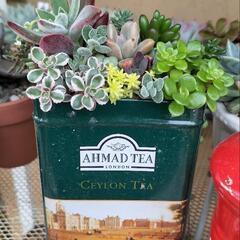 ☆多肉植物寄せ植え　紅茶缶寄せ