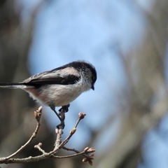 野鳥撮影しているかた🦜