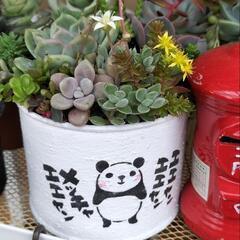 ☆多肉植物寄せ植え　パンダ缶