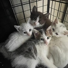 可愛すぎる4兄妹😻5/25譲渡会参加予定