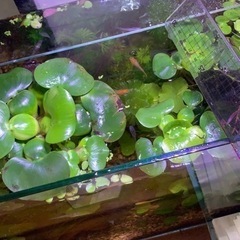 水草 ガーデニング