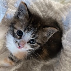 甘えん坊の三毛の女の子🐈5/25譲渡会参加予定