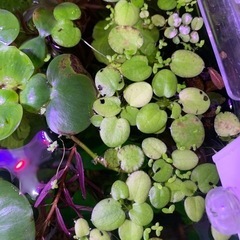 浮き草 【希望者多数の為一旦停止】
