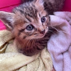 子猫　保護猫
