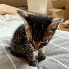 【里親決定致しました】道端で子猫を保護しました
