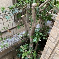 材木、枝、木材、燃料、差し上げますの画像