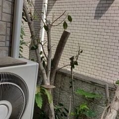 材木、枝、木材、燃料、差し上げますの画像