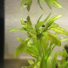 残りわずかオキナワシリケンイモリ幼体5匹セット各務原イオン手渡し可の画像