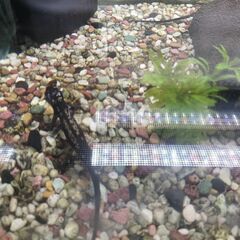 残りわずかオキナワシリケンイモリ幼体5匹セット各務原イオン手渡し可の画像