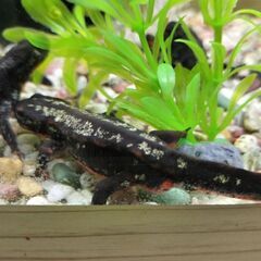 残りわずかオキナワシリケンイモリ幼体5匹セット各務原イオン手渡し可の画像