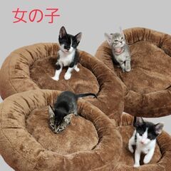 兄妹ねこ　女の子4匹　男の子2匹