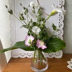 無農薬 白花 リクニス コロナリア 苗 リーフ ガーデニングの画像