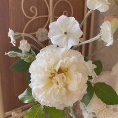 無農薬 白花 リクニス コロナリア 苗 リーフ ガーデニングの画像