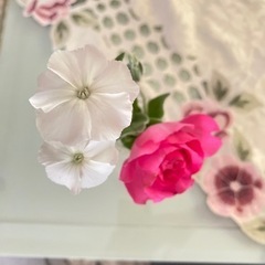 無農薬 白花 リクニス コロナリア 苗 リーフ ガーデニングの画像