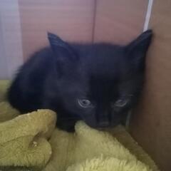 子猫真っ黒　里親さん決まりました😊✨