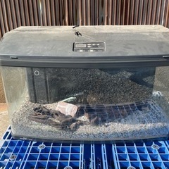 決まりました。無料で差し上げます。大きめの水槽