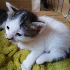 子猫　白ハチワレ　里親さん決まりました😊✨