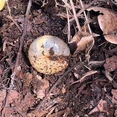 ★カブトムシの幼虫★の画像