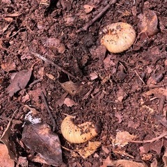 ★カブトムシの幼虫★の画像