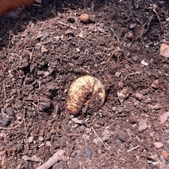 ★カブトムシの幼虫★の画像