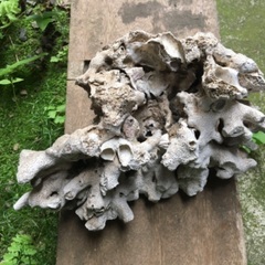 珊瑚　中古の画像