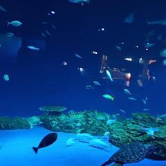 【5月末日参加締切】神戸須磨水族館へ行きませんか
