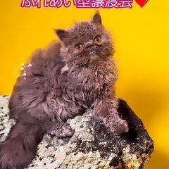 6/1(土)ふれあい型譲渡会♪　生後４か月セルカークレックス♂(...