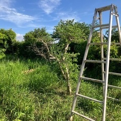 ガーデニング 脚立の画像