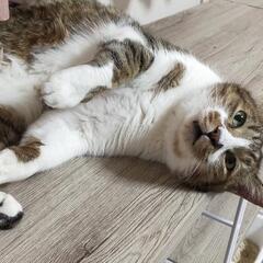 なつっこさ無限大❤温厚で安定感抜群の「ハナ」