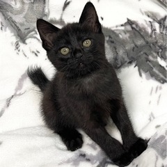 生後1〜2ヶ月 黒猫700g 子猫 女の子 里親様決まりました