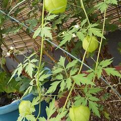 フウセンカズラの種🌱の画像