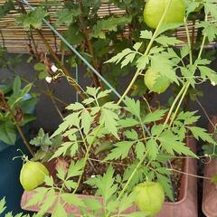 フウセンカズラの種🌱