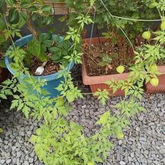 フウセンカズラの種🌱の画像