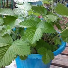 ワイルドストロベリー鉢植え