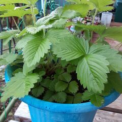 ワイルドストロベリー鉢植えの画像