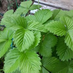 ワイルドストロベリー鉢植えの画像