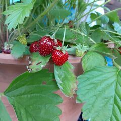ワイルドストロベリー鉢植えの画像