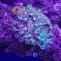 沖縄県石垣産 スターポリプ メタリックグリーンの画像